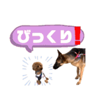 トイプードルの親子シュラロスタンプ（個別スタンプ：27）