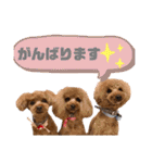 トイプードルの親子シュラロスタンプ（個別スタンプ：28）