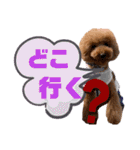 トイプードルの親子シュラロスタンプ（個別スタンプ：30）