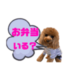 トイプードルの親子シュラロスタンプ（個別スタンプ：31）