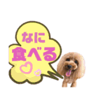 トイプードルの親子シュラロスタンプ（個別スタンプ：34）