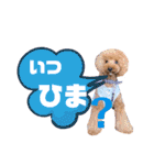 トイプードルの親子シュラロスタンプ（個別スタンプ：35）