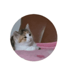 しのニャン（個別スタンプ：5）