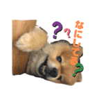 コロンちゃんだよ♡（個別スタンプ：1）