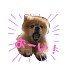コロンちゃんだよ♡（個別スタンプ：2）