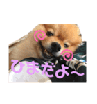 コロンちゃんだよ♡（個別スタンプ：4）