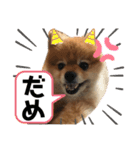 コロンちゃんだよ♡（個別スタンプ：6）