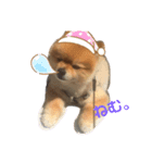 コロンちゃんだよ♡（個別スタンプ：8）