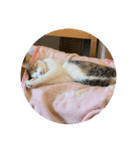 ぴろこスタイル（個別スタンプ：7）