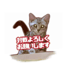 かつてYPと呼ばれた猫のスタンプLv1（個別スタンプ：1）