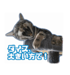 かつてYPと呼ばれた猫のスタンプLv1（個別スタンプ：2）