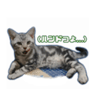 かつてYPと呼ばれた猫のスタンプLv1（個別スタンプ：3）