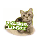 かつてYPと呼ばれた猫のスタンプLv1（個別スタンプ：4）