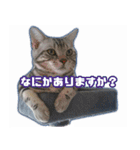 かつてYPと呼ばれた猫のスタンプLv1（個別スタンプ：5）