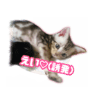 かつてYPと呼ばれた猫のスタンプLv1（個別スタンプ：6）