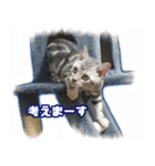 かつてYPと呼ばれた猫のスタンプLv1（個別スタンプ：7）