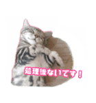 かつてYPと呼ばれた猫のスタンプLv1（個別スタンプ：8）