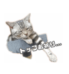 かつてYPと呼ばれた猫のスタンプLv1（個別スタンプ：9）