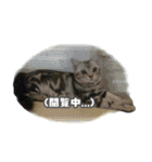かつてYPと呼ばれた猫のスタンプLv1（個別スタンプ：10）