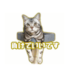かつてYPと呼ばれた猫のスタンプLv1（個別スタンプ：11）