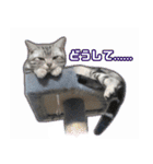 かつてYPと呼ばれた猫のスタンプLv1（個別スタンプ：12）