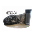かつてYPと呼ばれた猫のスタンプLv1（個別スタンプ：13）