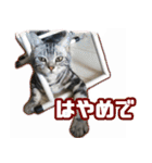 かつてYPと呼ばれた猫のスタンプLv1（個別スタンプ：15）