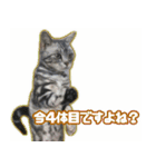 かつてYPと呼ばれた猫のスタンプLv1（個別スタンプ：16）