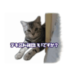 かつてYPと呼ばれた猫のスタンプLv1（個別スタンプ：21）