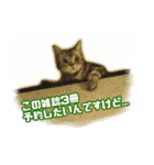 かつてYPと呼ばれた猫のスタンプLv1（個別スタンプ：24）