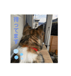 もくもくのスタンプ（個別スタンプ：6）