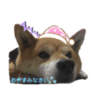 たろすスタンプ（個別スタンプ：8）