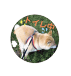 たろすスタンプ（個別スタンプ：15）