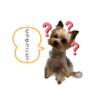 我が家のリリィちゃん（個別スタンプ：1）