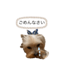 我が家のリリィちゃん（個別スタンプ：3）