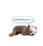 我が家のリリィちゃん（個別スタンプ：4）