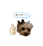 我が家のリリィちゃん（個別スタンプ：5）