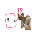 我が家のリリィちゃん（個別スタンプ：7）