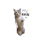 ねこのエルかめスタンプ（個別スタンプ：1）