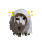 ねこのエルかめスタンプ（個別スタンプ：2）