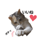 ねこのエルかめスタンプ（個別スタンプ：4）
