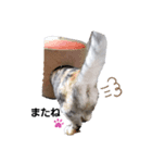 ねこのエルかめスタンプ（個別スタンプ：5）