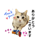 ねこのエルかめスタンプ（個別スタンプ：8）