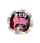 アリスだいすきスタンプ（個別スタンプ：2）