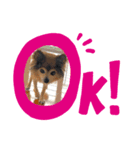 アリスだいすきスタンプ（個別スタンプ：5）