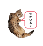ミモザさんスタンプショップ4（個別スタンプ：2）