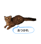 ミモザさんスタンプショップ4（個別スタンプ：3）