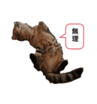 ミモザさんスタンプショップ4（個別スタンプ：5）