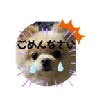 ポメラニアン好き過ぎるスタンプパート2（個別スタンプ：7）