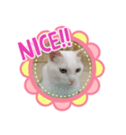 ミーコかわいい（個別スタンプ：1）